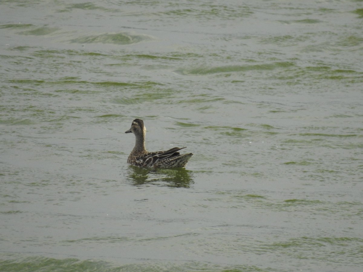 Garganey - ML365371711