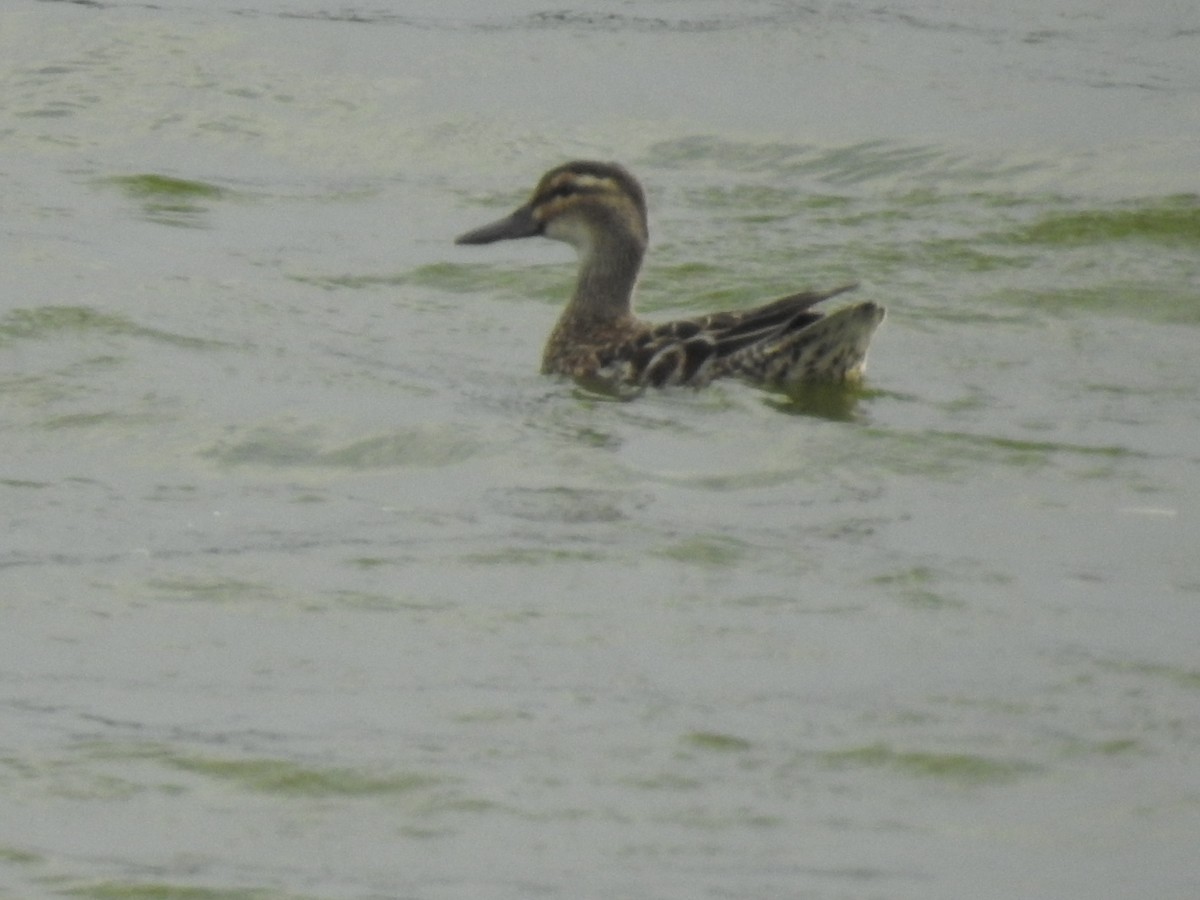 Garganey - ML365371731