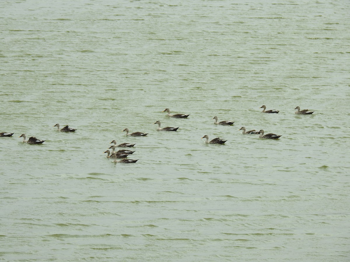 Indian Spot-billed Duck - ML365371761