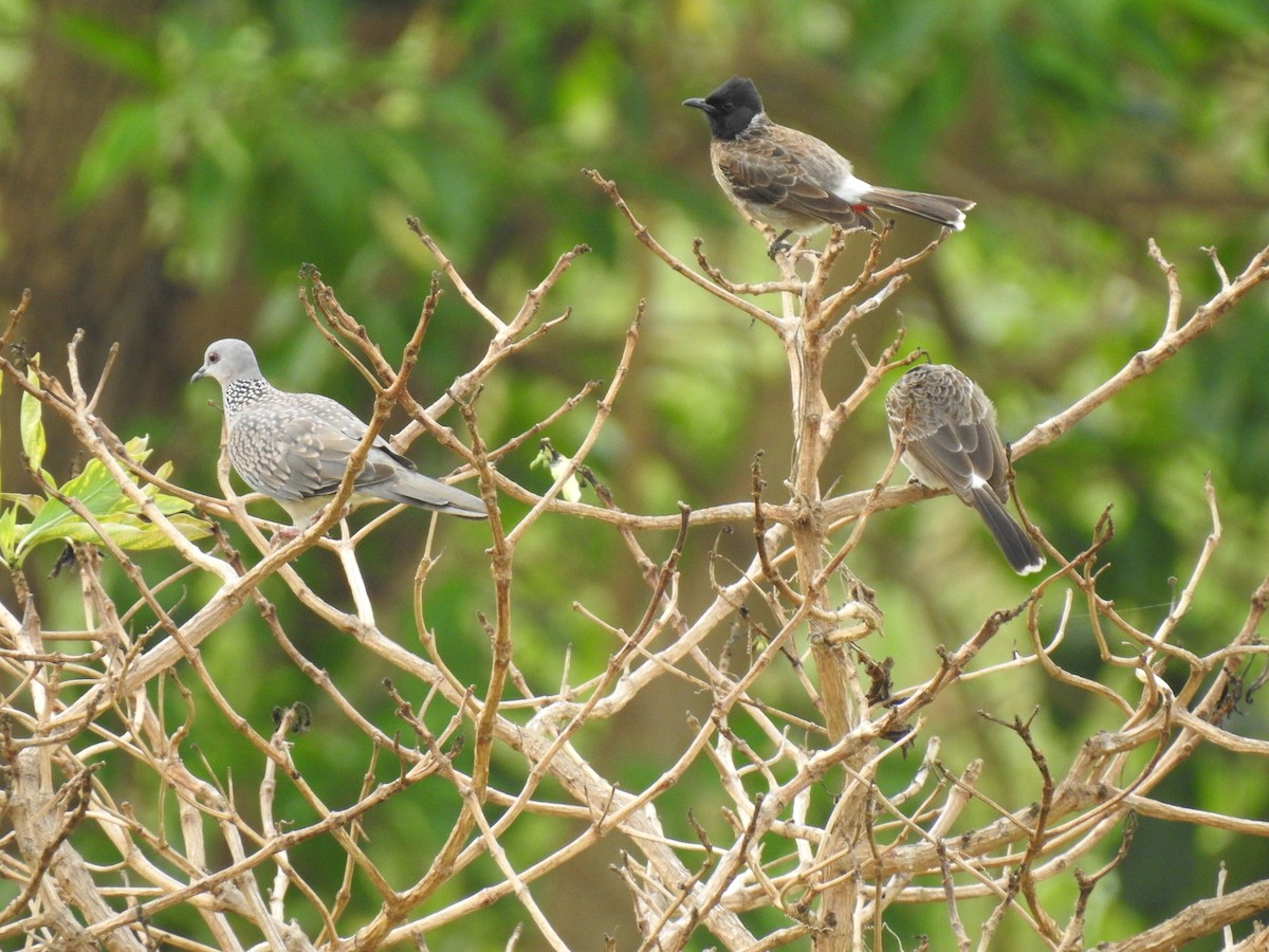 Spotted Dove - ML365372001