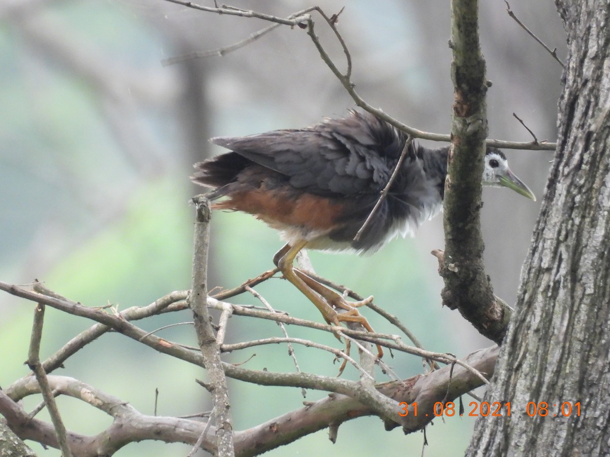 White-breasted Waterhen - Sudip Simha