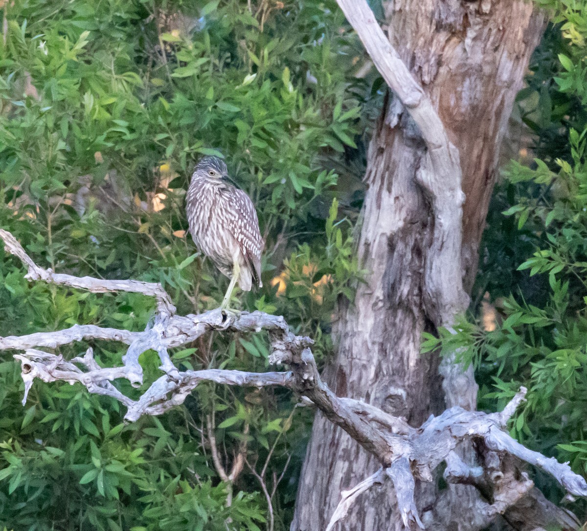 Striated Heron - ML365376521