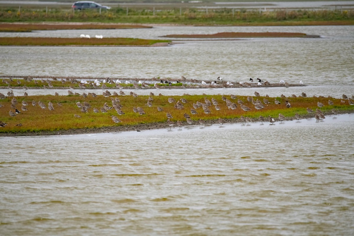 Eurasian Curlew - Antoon De Vylder