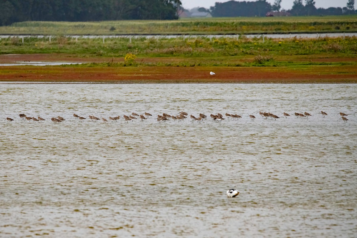 Eurasian Curlew - Antoon De Vylder