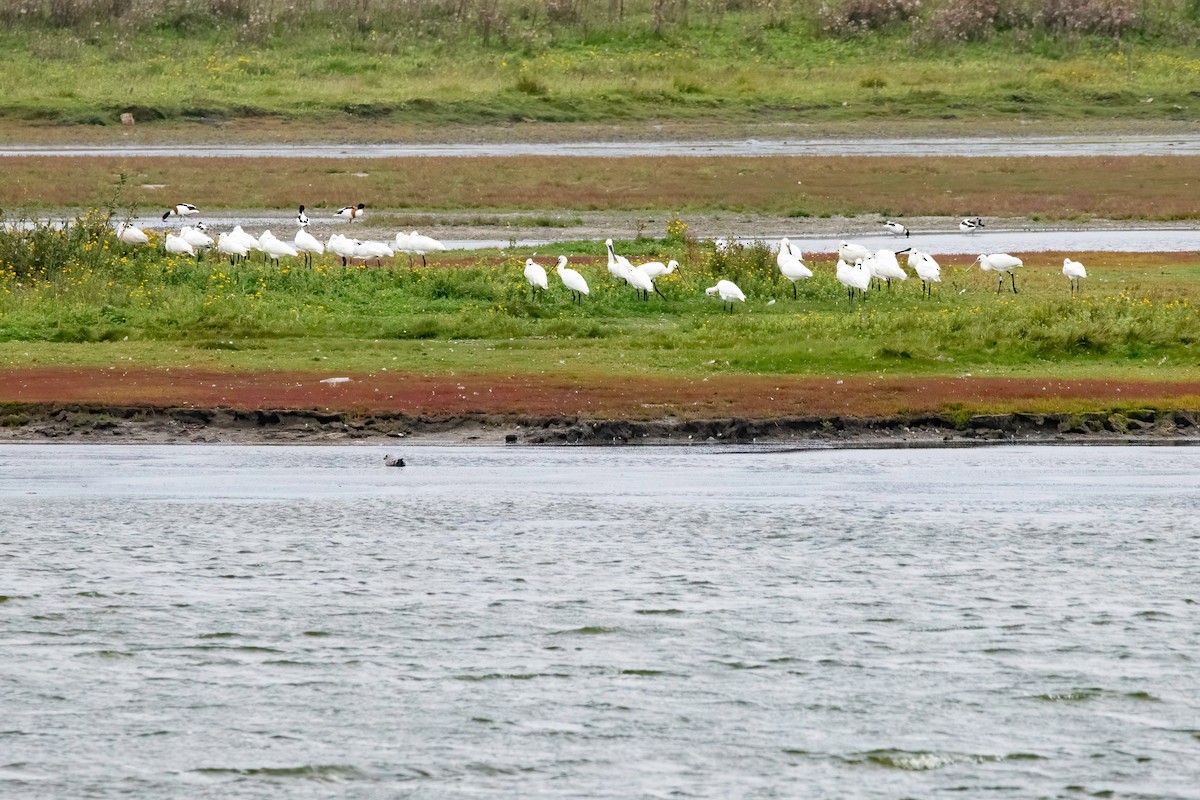 Eurasian Spoonbill - ML365378541