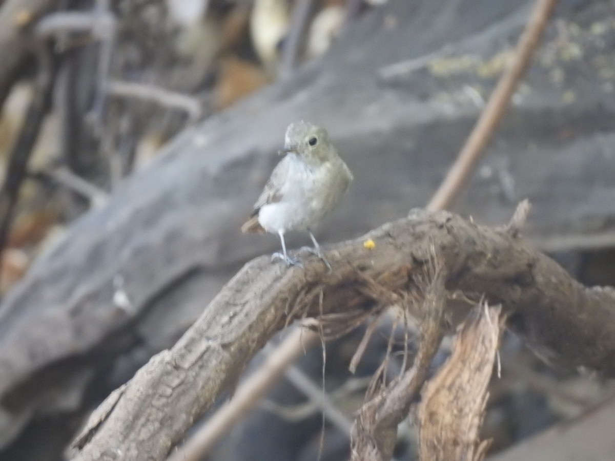 Rusty-tailed Flycatcher - ML365378911