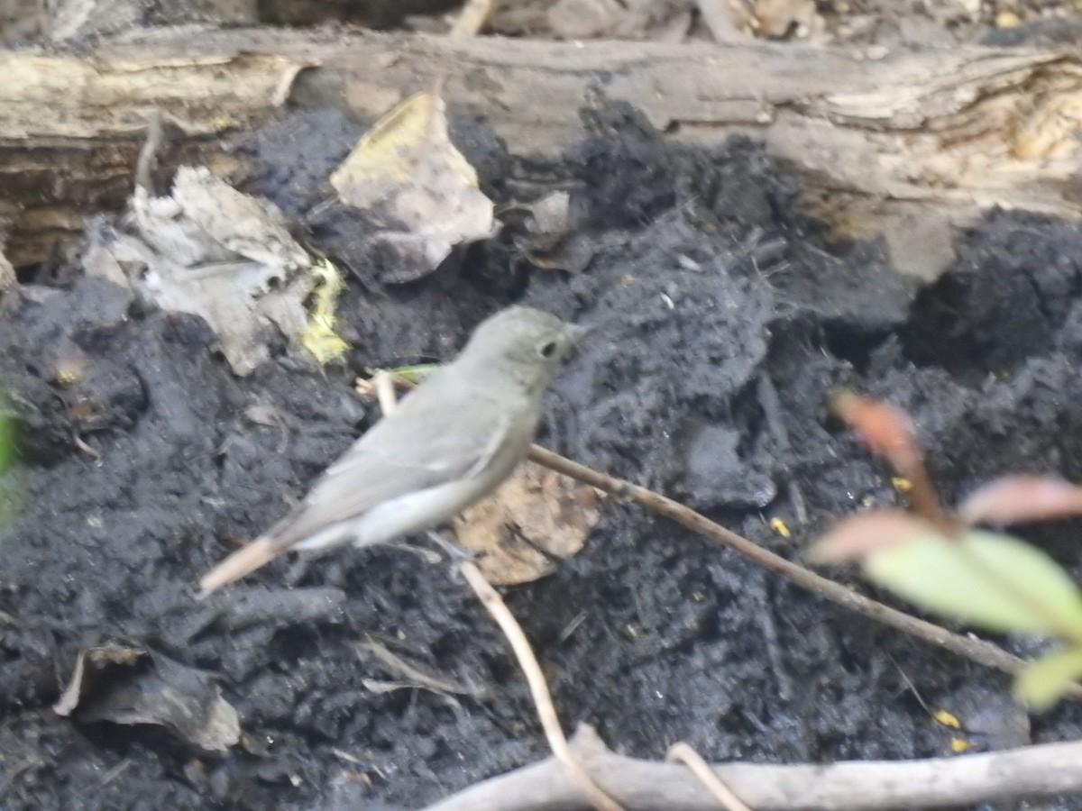 Rusty-tailed Flycatcher - ML365379011