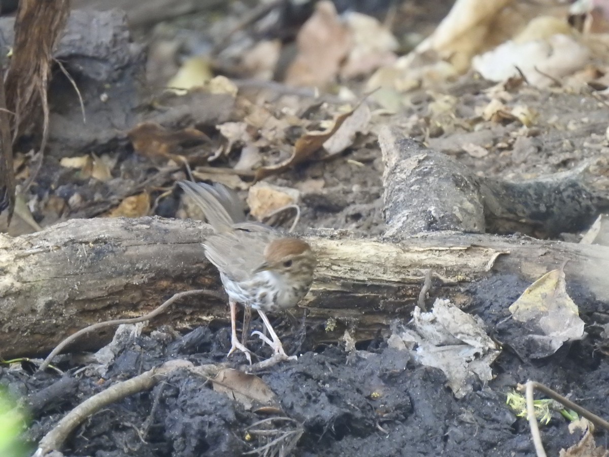 Puff-throated Babbler - ML365379101