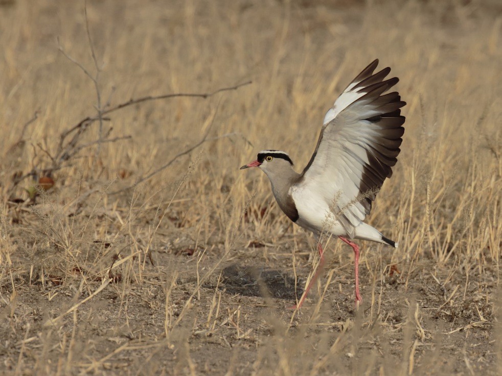 Crowned Lapwing - ML365379711