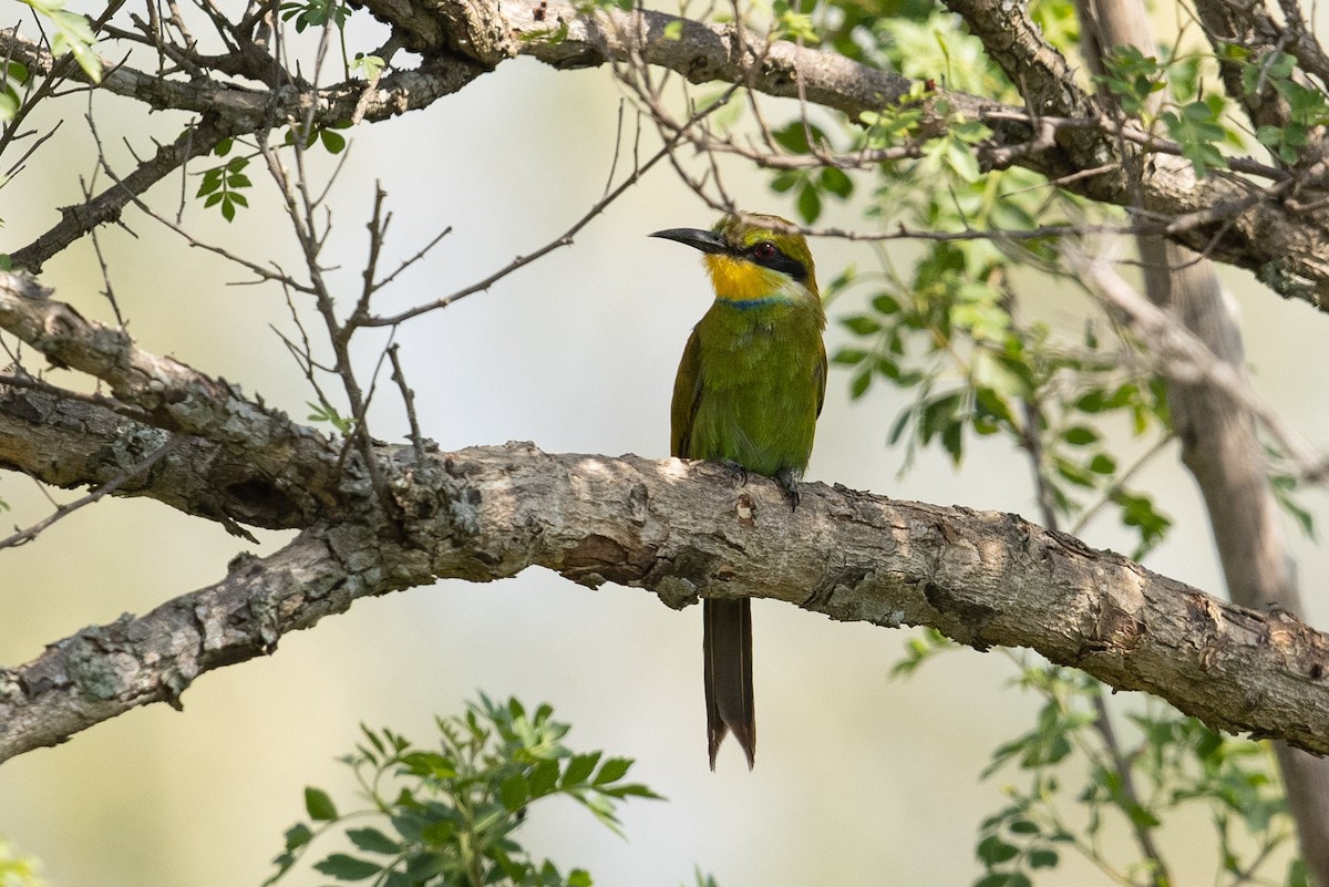 Swallow-tailed Bee-eater - ML365380951
