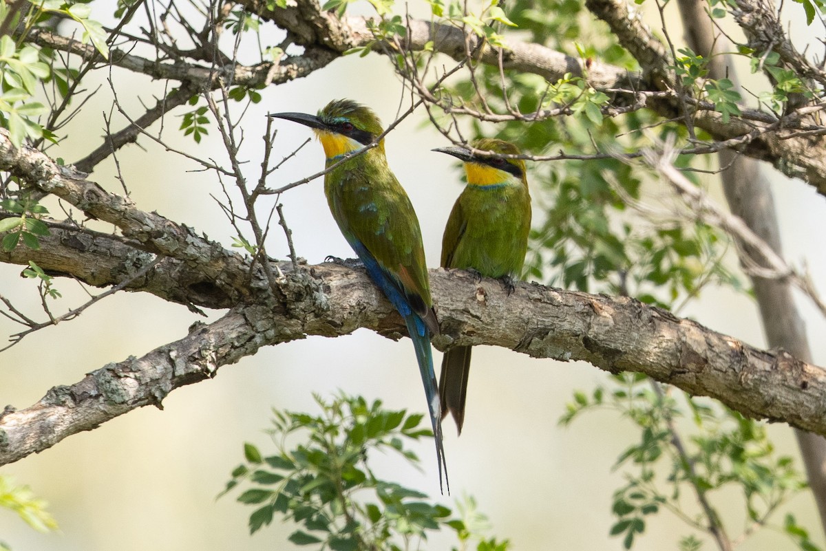 Swallow-tailed Bee-eater - ML365380961