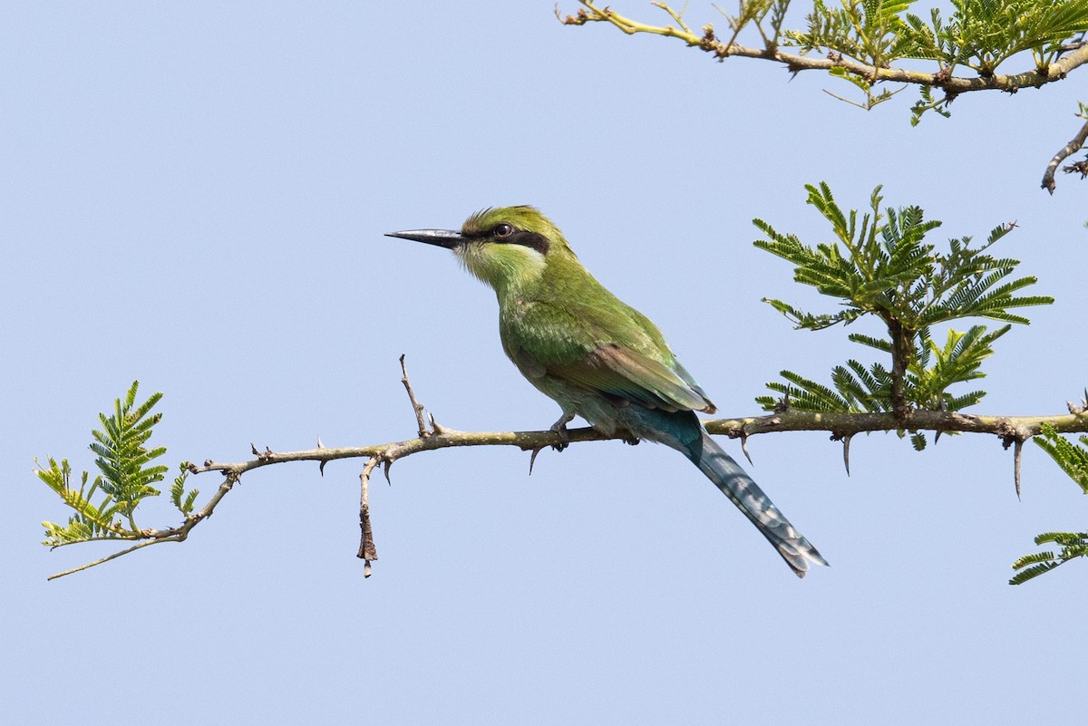 Swallow-tailed Bee-eater - Eric VanderWerf