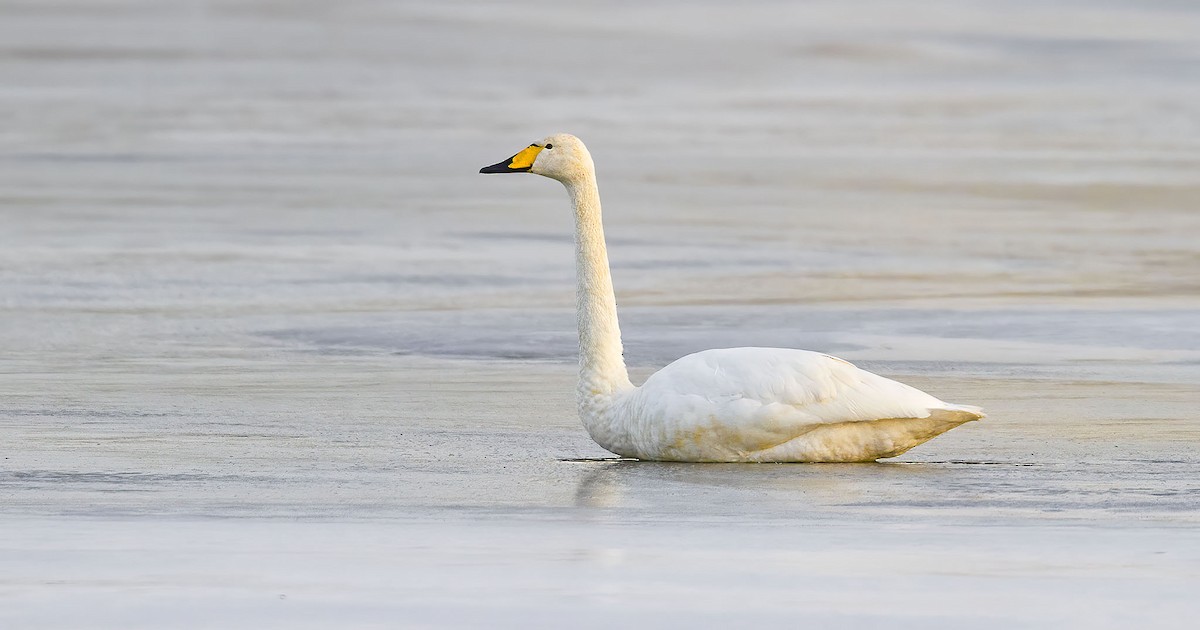 Whooper Swan - ML365381071