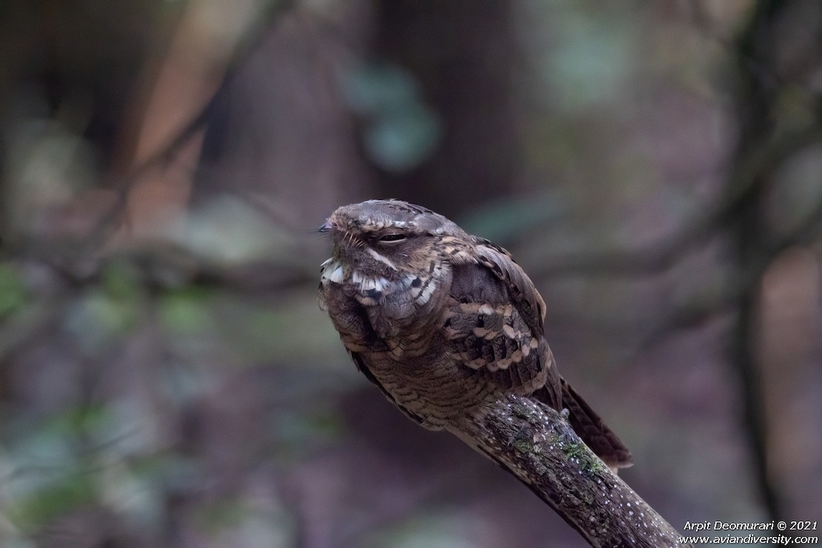 Large-tailed Nightjar - Arpit Deomurari