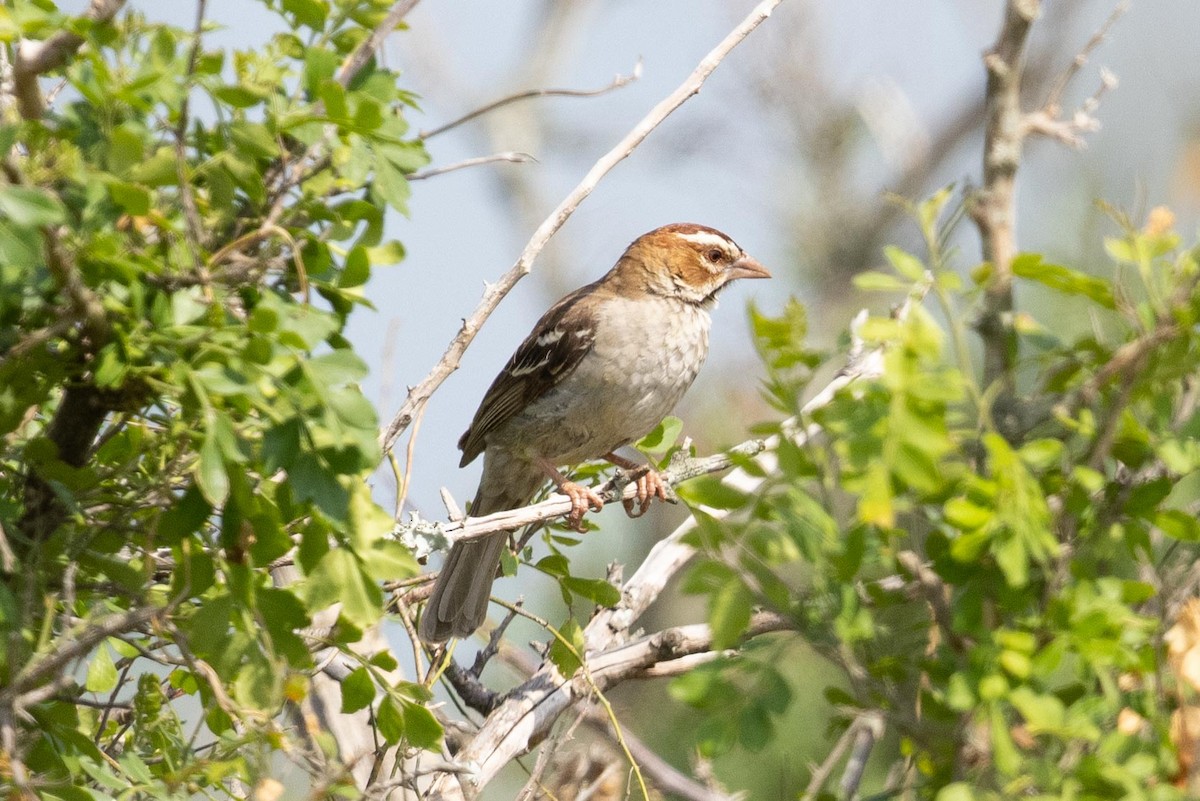 Chestnut-crowned Sparrow-Weaver - ML365381231