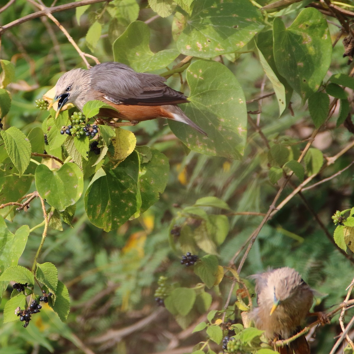 Chestnut-tailed Starling - ML365381581