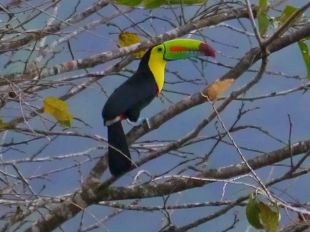 Keel-billed Toucan - ML365382351