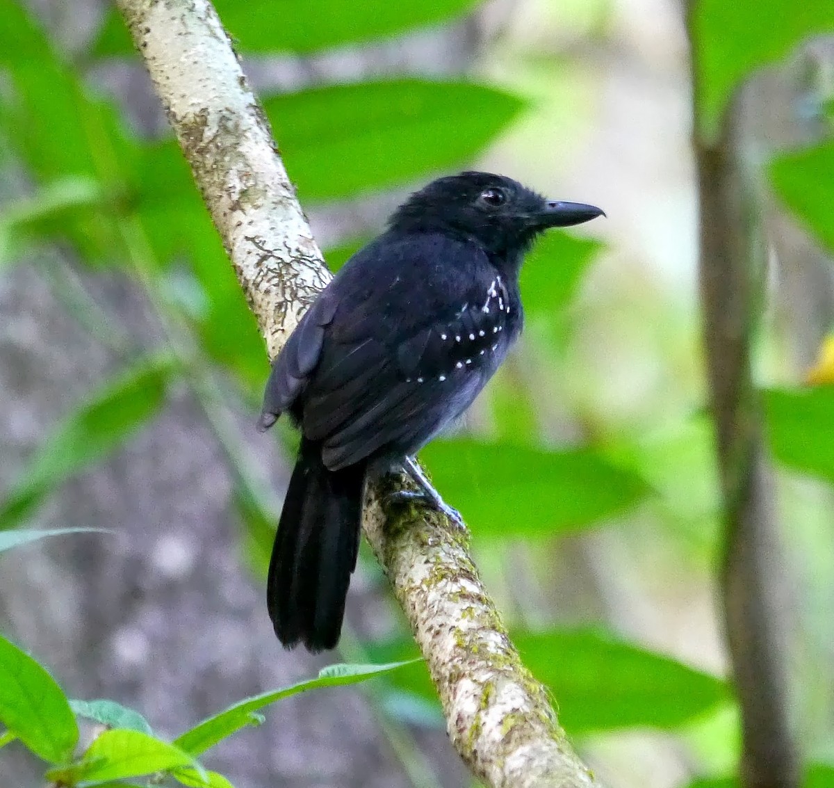 Black-hooded Antshrike - ML365382431