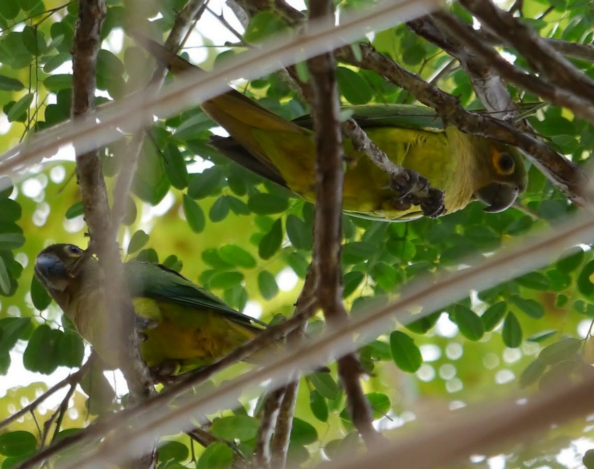 Brown-throated Parakeet (Veraguas) - ML365382481