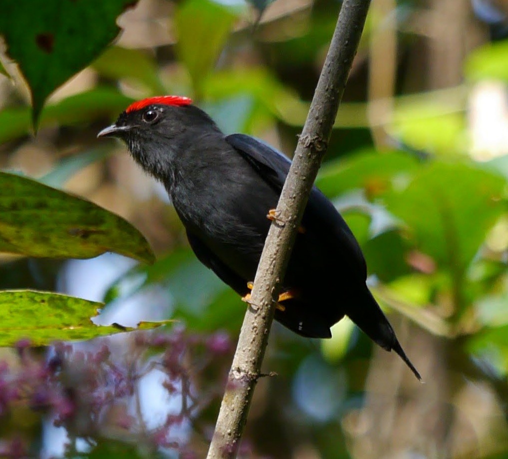 Lance-tailed Manakin - ML365382571