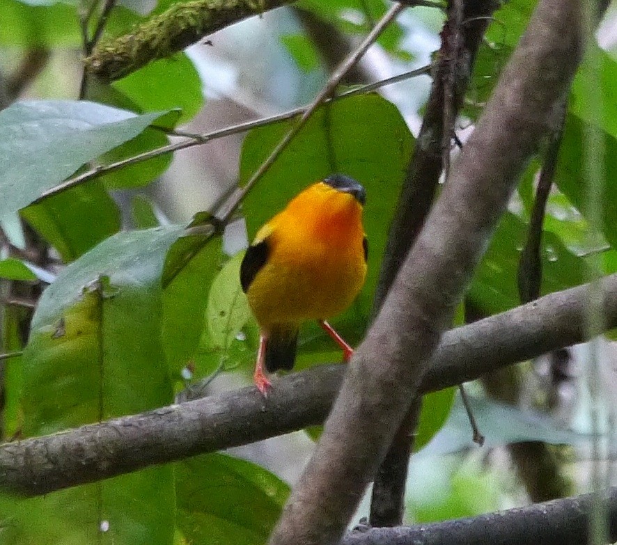 Orange-collared Manakin - ML365382611