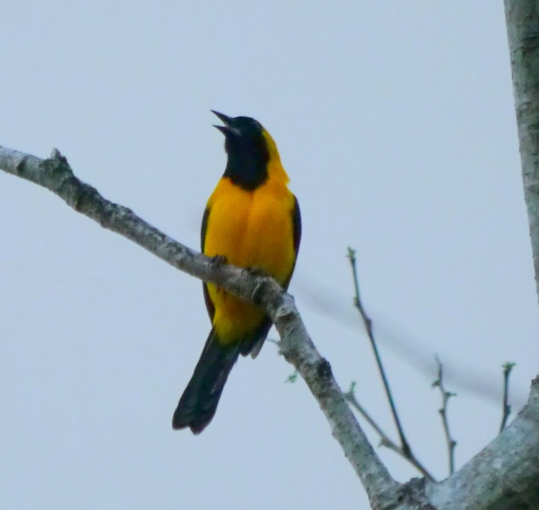 Yellow-backed Oriole - ML365382661