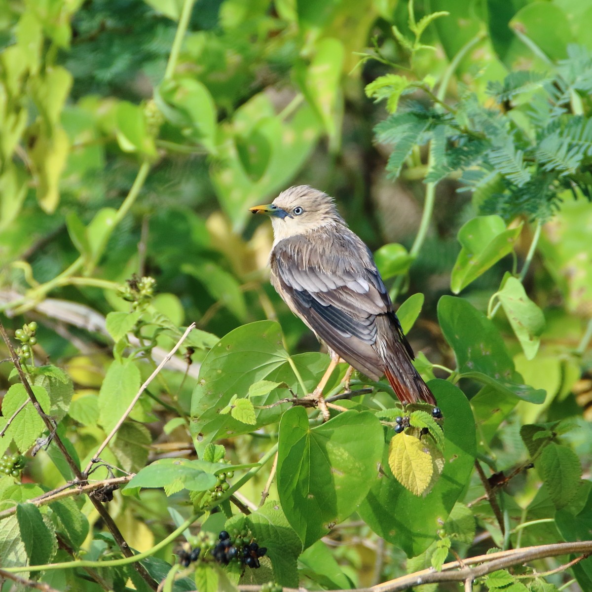 Chestnut-tailed Starling - ML365382821