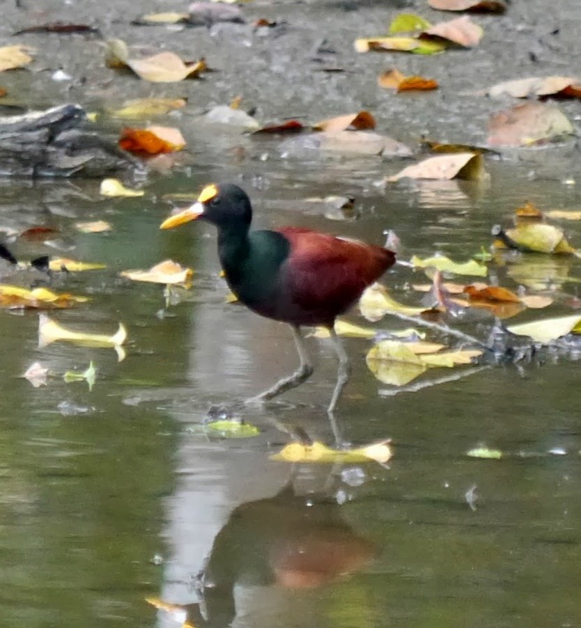 Northern Jacana - ML365382901