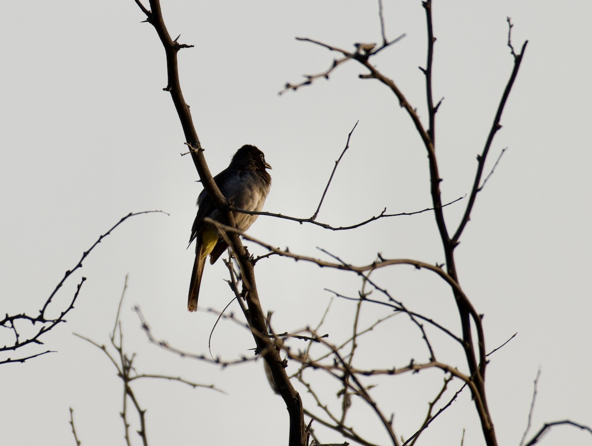 White-spectacled Bulbul - ML365390051