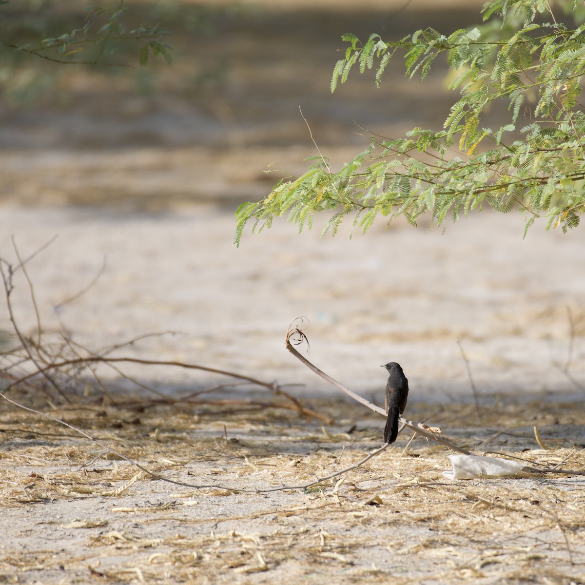 Black Scrub-Robin - ML365390211