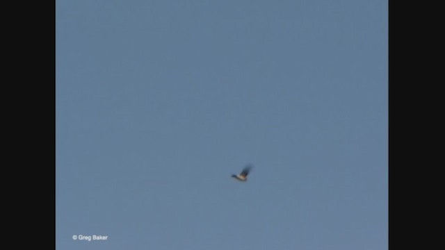 Golondrina Risquera (grupo pyrrhonota) - ML365391251