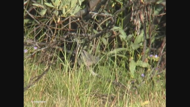 Dark-eyed Junco (Pink-sided) - ML365391361