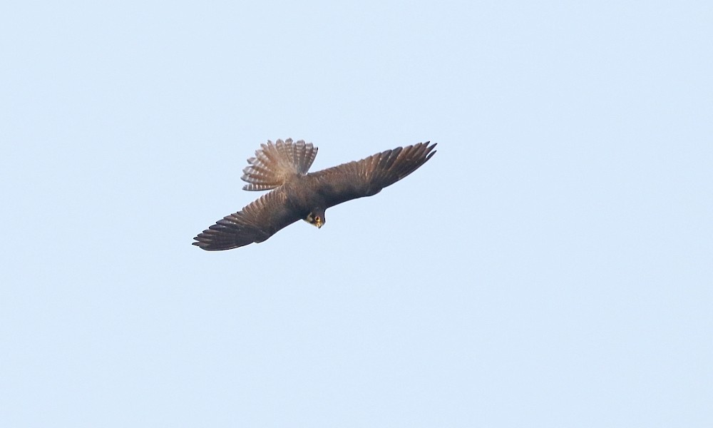 Eurasian Hobby - ML365391821