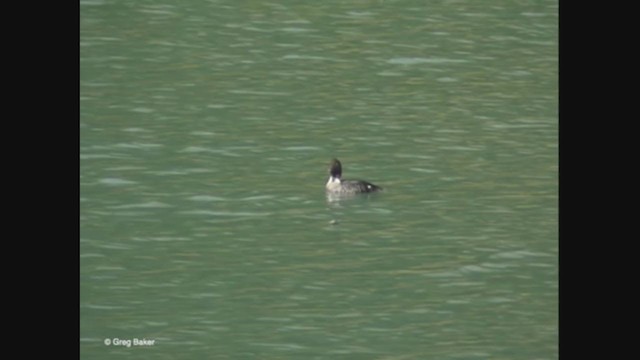 Barrow's Goldeneye - ML365392371