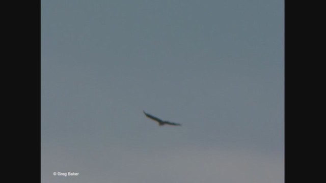 Red-tailed Hawk (calurus/alascensis) - ML365392381