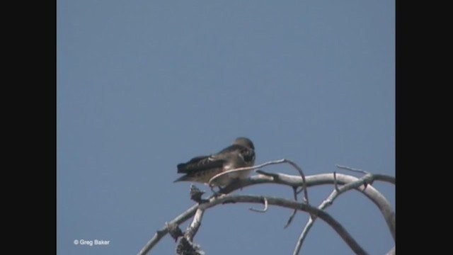 サンショクツバメ（pyrrhonota グループ） - ML365392421