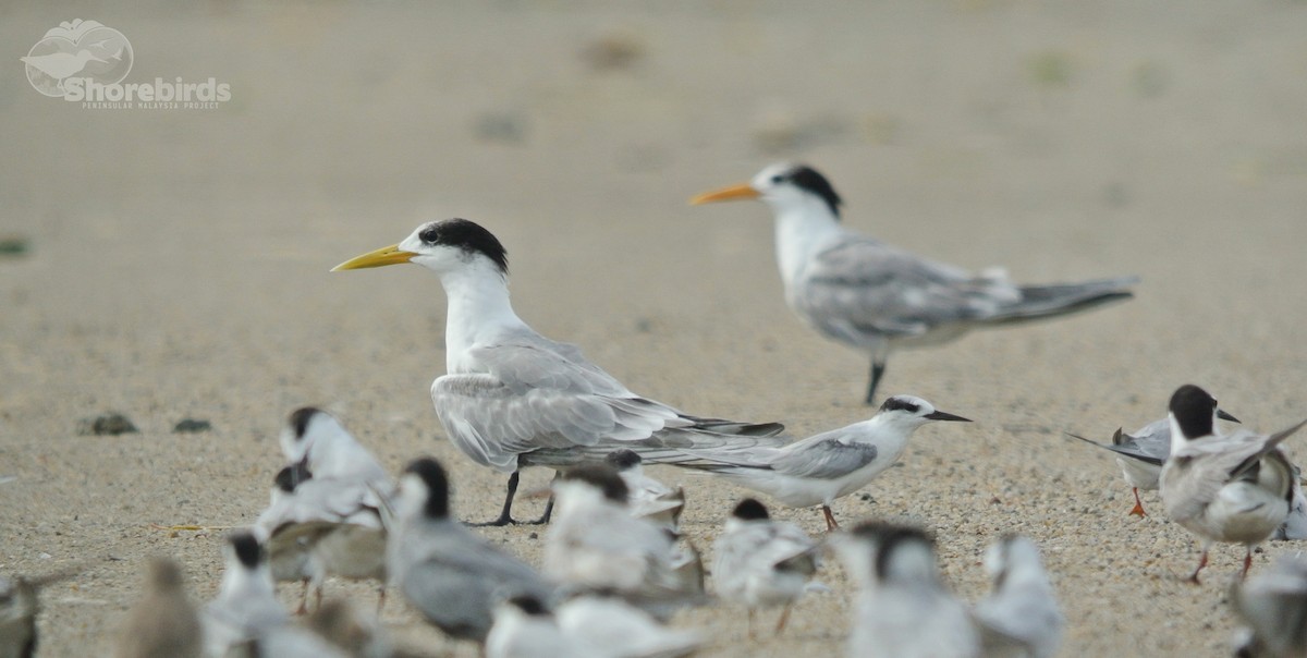 Great Crested Tern - ML365393611