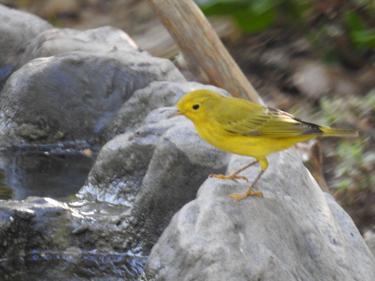 Reinita Amarilla - ML365393741