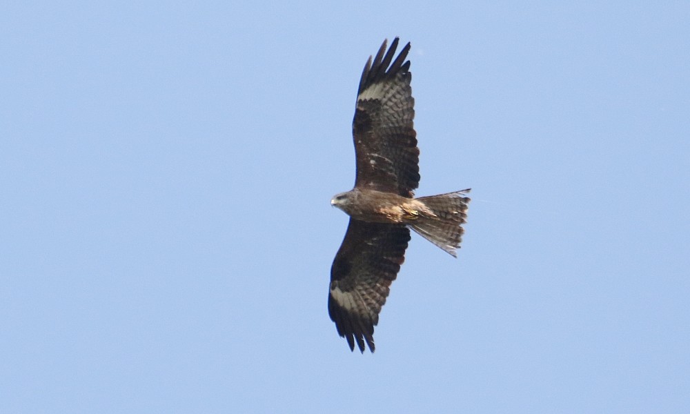 Black Kite (Black) - ML365394021