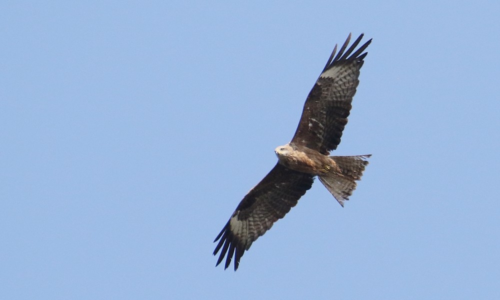 Black Kite (Black) - ML365394031