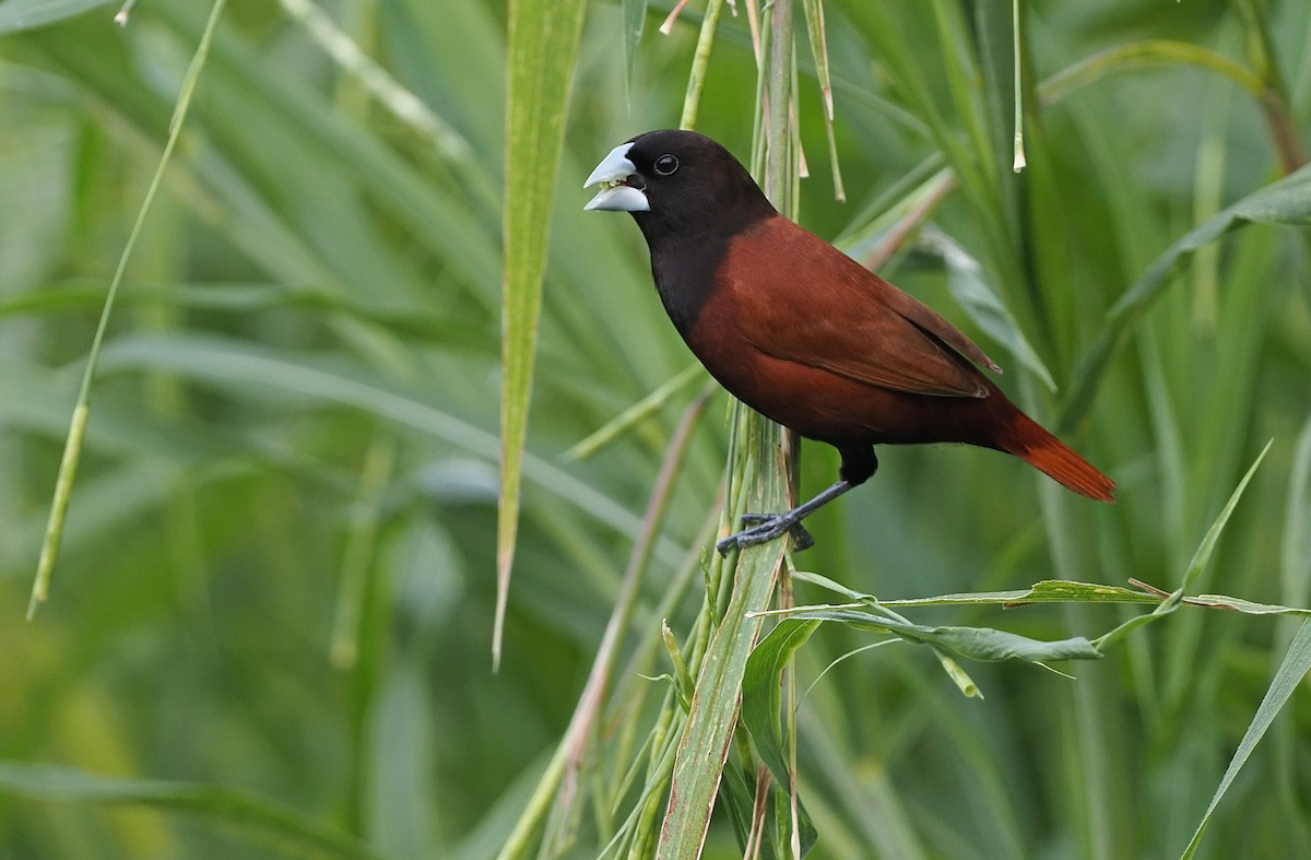 Chestnut Munia - ML365396051