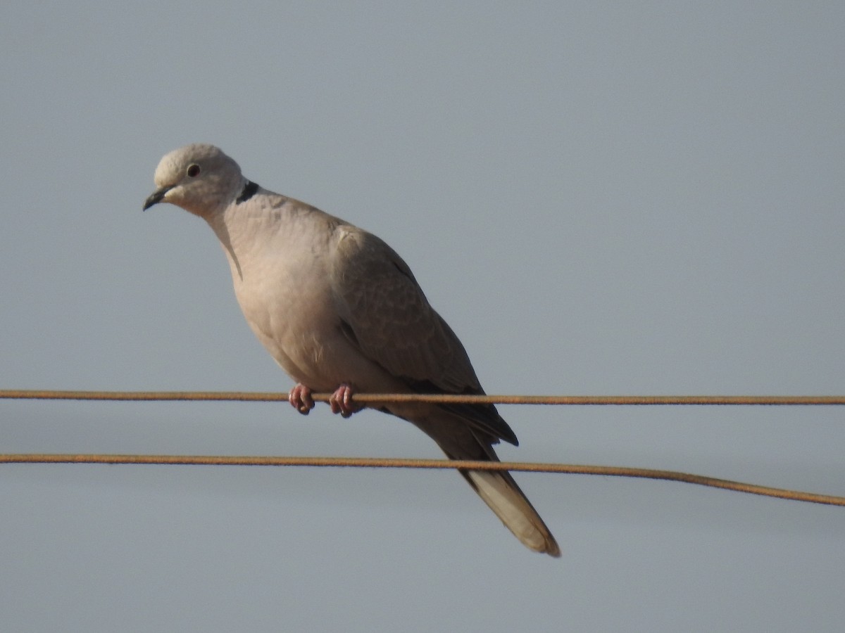 Eurasian Collared-Dove - ML365396251