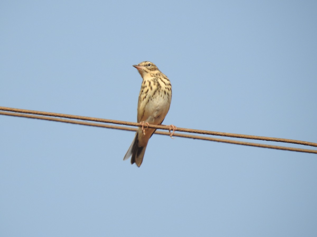 Tree Pipit - ML365396291