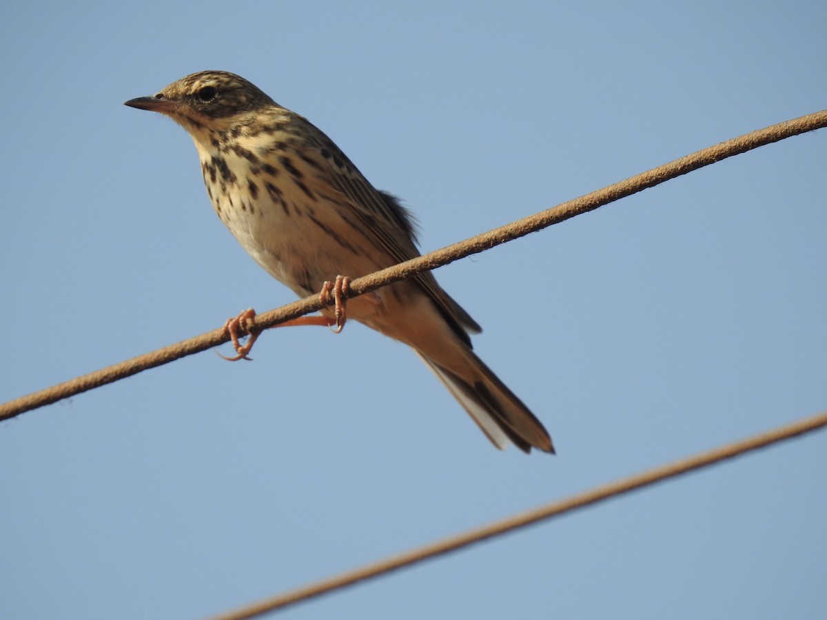 Tree Pipit - ML365396321