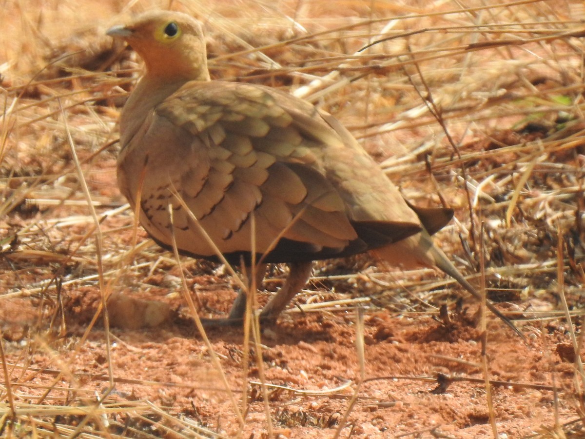 Chestnut-bellied Sandgrouse - KARTHIKEYAN R