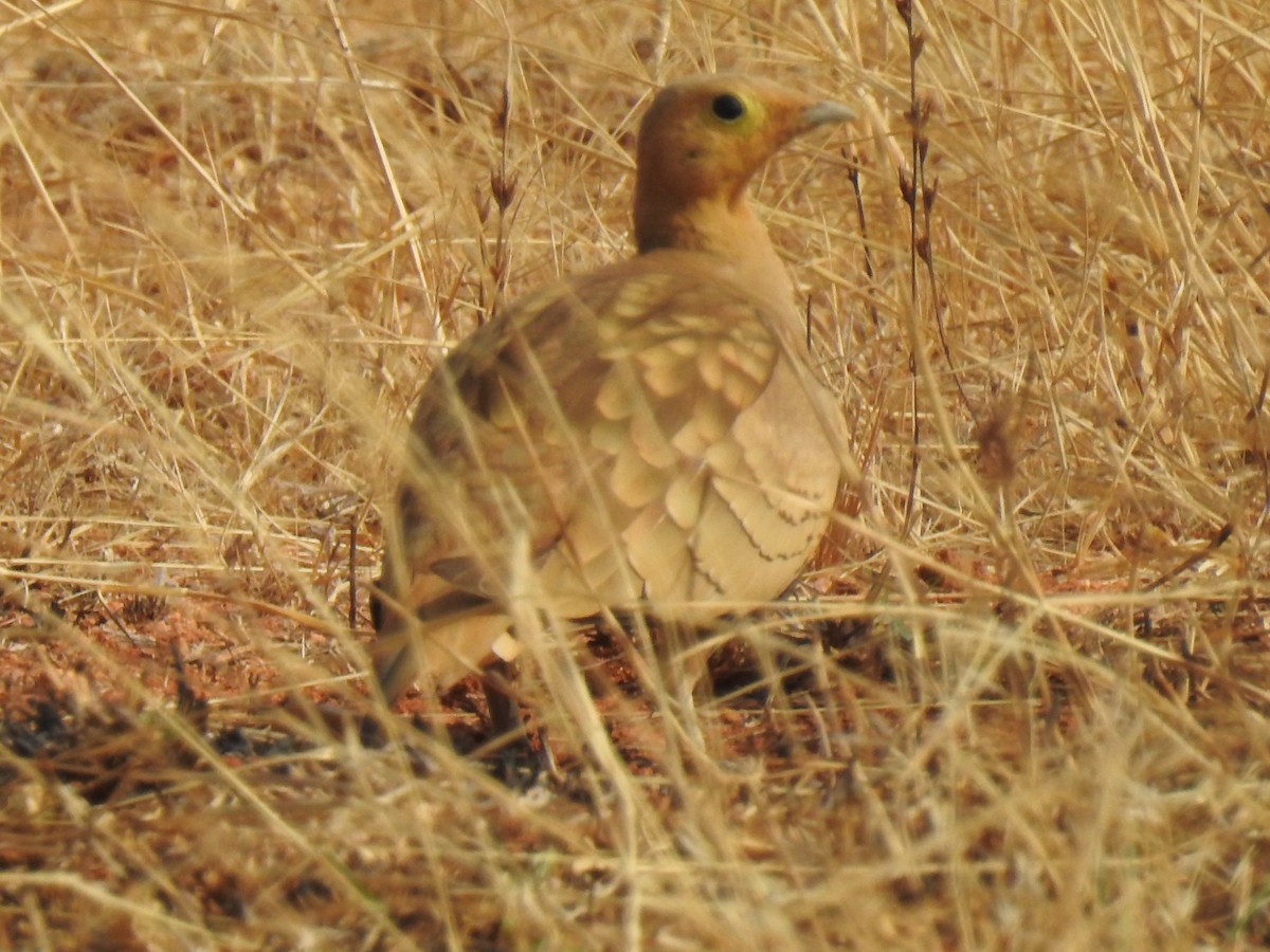 Chestnut-bellied Sandgrouse - ML365396481