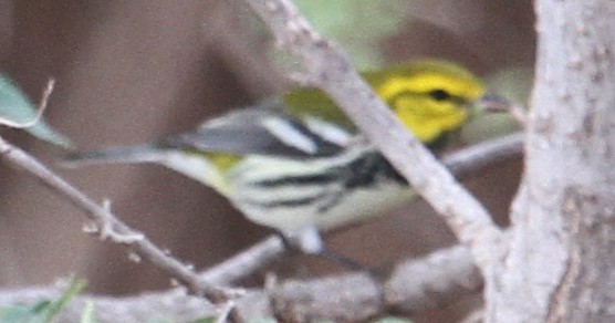 Black-throated Green Warbler - ML36539651