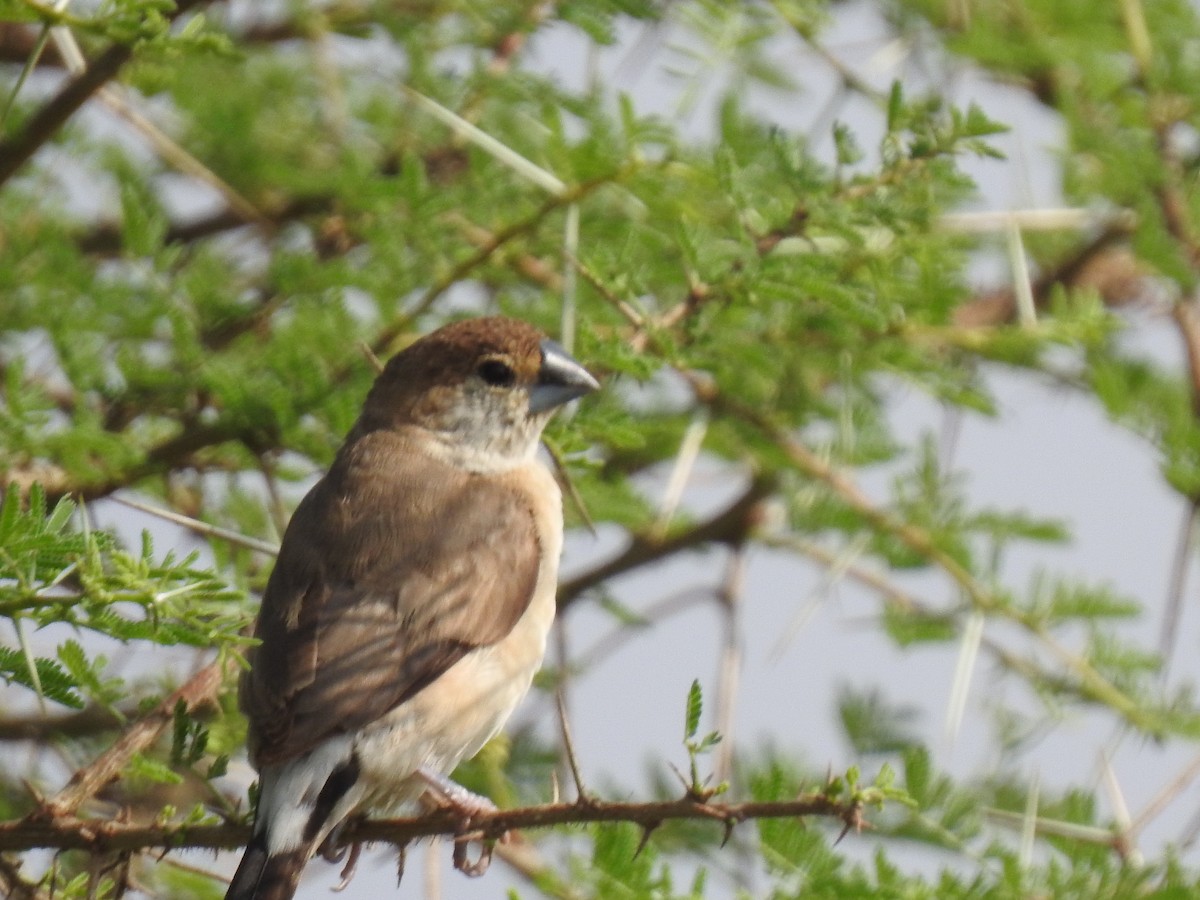 Indian Silverbill - ML365396551