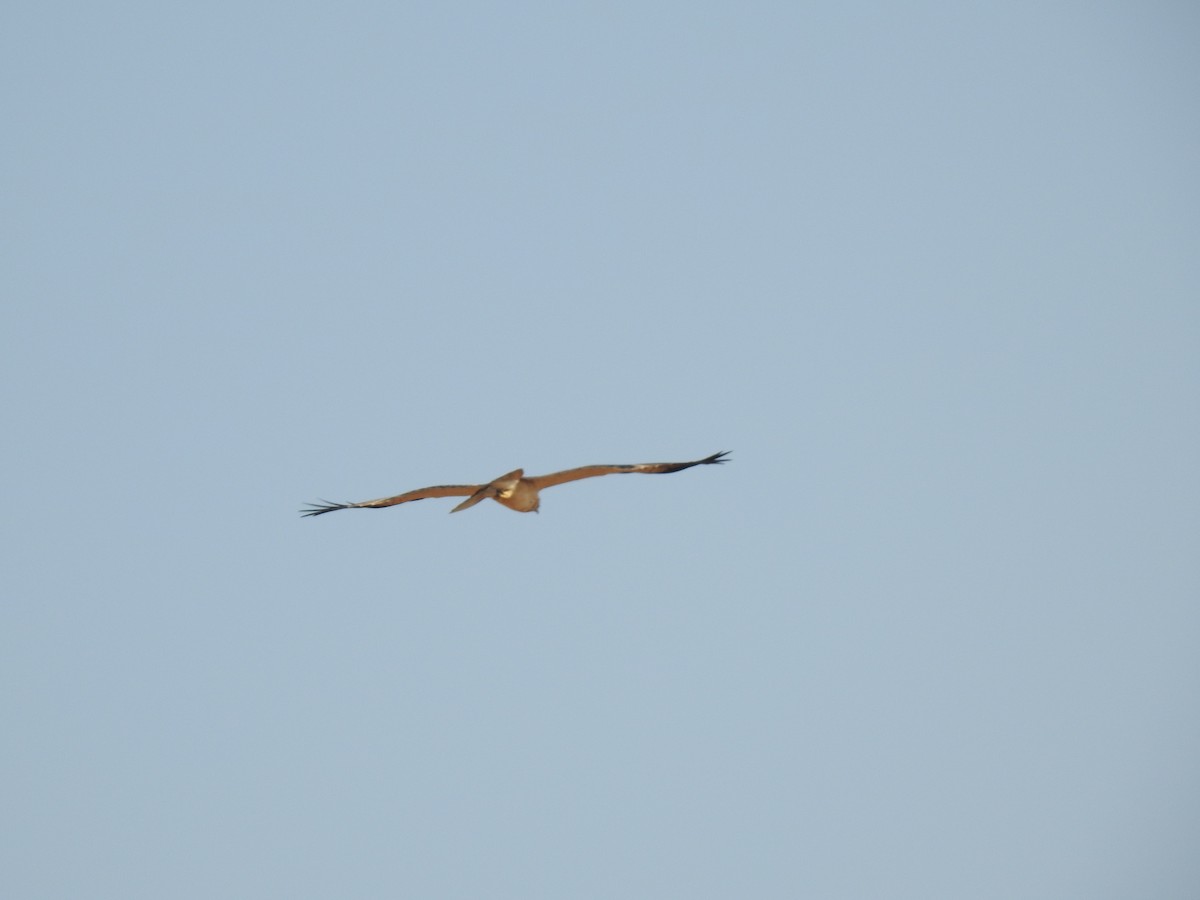 Booted Eagle - ML365396581