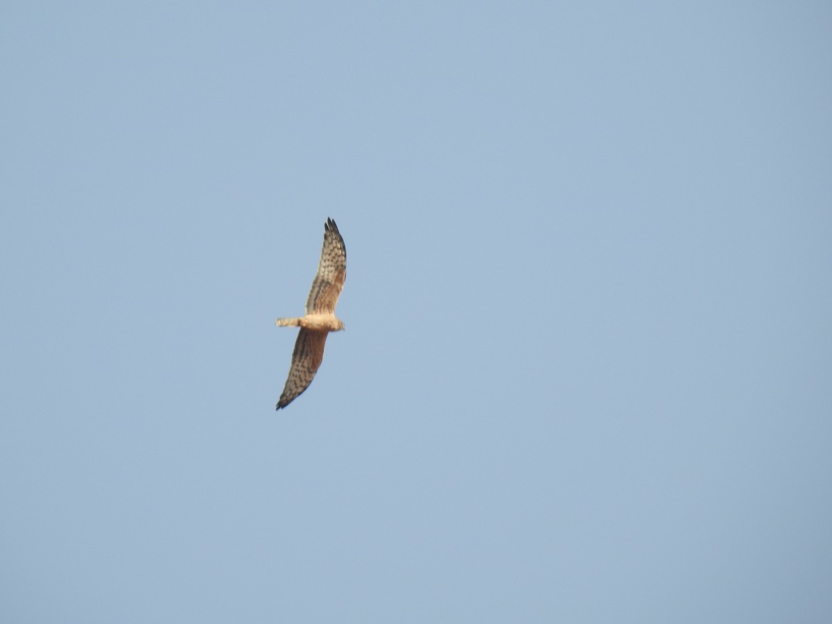 Booted Eagle - ML365396591